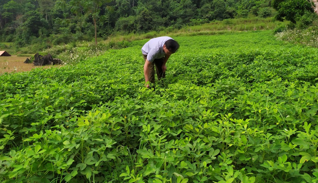 Người dân ở Lào Cai chăm sóc cây lạc đỏ