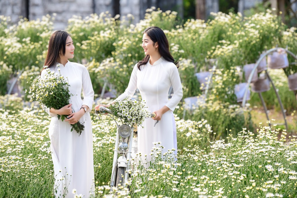 Thiếu nữ Hà thành đẹp yêu kiều bên cúc họa mi Thiếu nữ Hà thành đẹp yêu kiều bên cúc họa mi
