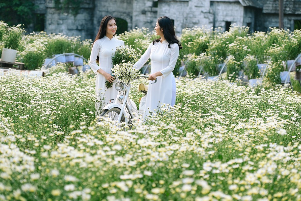 Thiếu nữ Hà thành đẹp yêu kiều bên cúc họa mi Thiếu nữ Hà thành đẹp yêu kiều bên cúc họa mi
