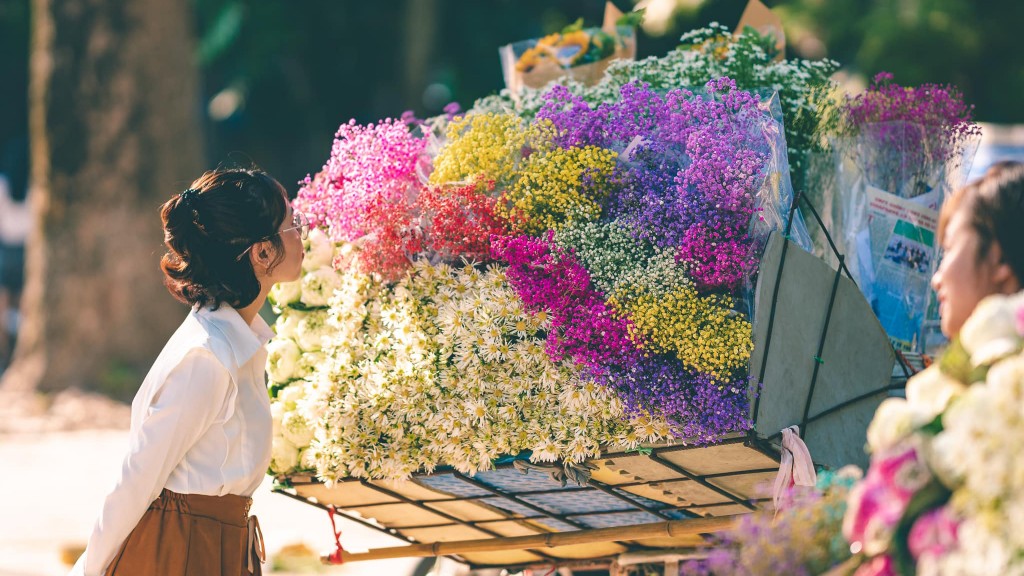 Hà Nội vốn có nhiều mùa hoa, nhưng hiếm có loài hoa nào mang đến cho người ta nhiều xúc cảm như cúc hoạ mi