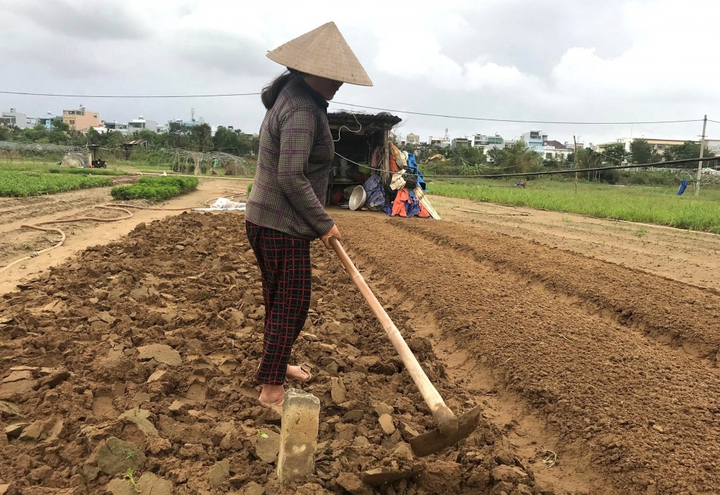 Tranh thủ những ngày thời tiết tạm ổn, lũ rút, bà con nông dân tranh thủ làm đất để tạm thời gieo vài luống rau ngắn ngày 
