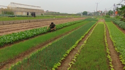 Chàng trai trẻ đam mê làm giàu với mô hình rau quả sạch