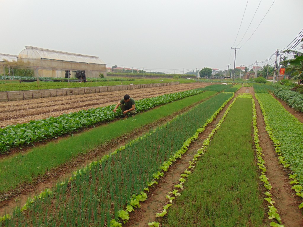 Chàng trai trẻ đam mê làm giàu với mô hình rau quả sạch