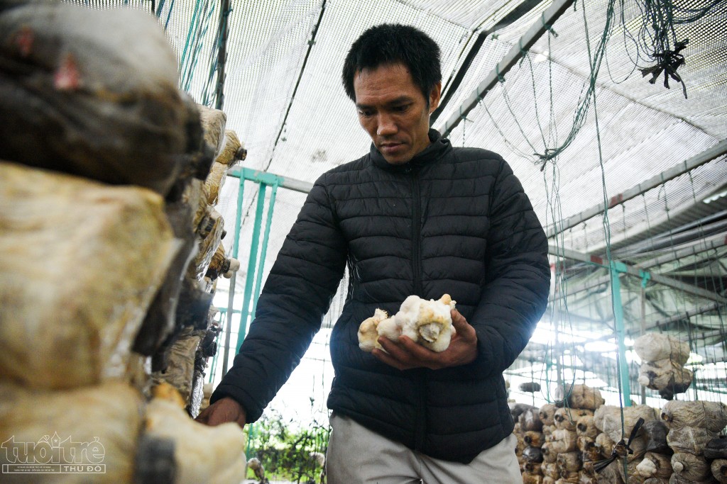 Anh Phạm Văn Giang chủ trại nấm ở thôn Đìa (xã Nam Hồng, huyện Đông Anh, Hà Nội) cho biết: “Phôi nấm hầu thủ được nhập trực tiếp từ Học viện Nông nghiệp Việt Nam. Sau 3 năm nuôi trồng hiện nay mô hình đã đi vào hoạt động ổn định, trung bình 1 năm doanh thu từ nấm hầu thủ đạt hơn 300 triệu đồng”.