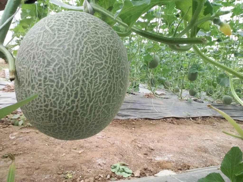 Mô hình trồng dưa lưới trong nhà màng của anh Nguyễn Huy Nhất 