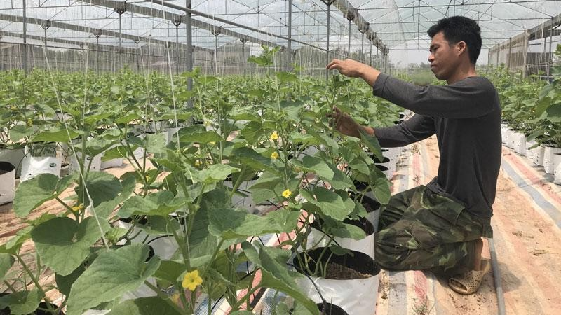 Anh Nguyễn Huy Nhất chăm sóc cây dưa. Ảnh NVCC