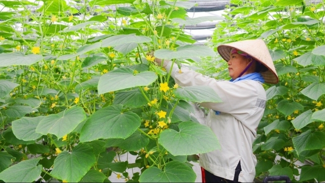 Mở rộng các chuỗi liên kết sản xuất, thúc đẩy phát triển kinh tế khu vực nông thôn