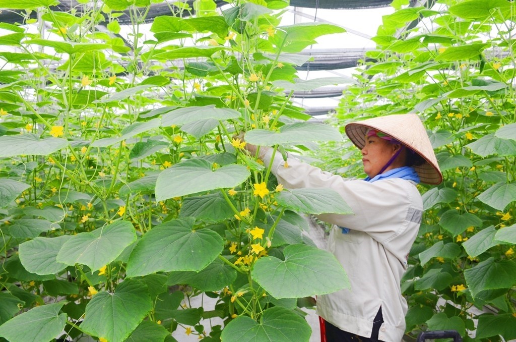Mở rộng các chuỗi liên kết sản xuất, thúc đẩy phát triển kinh tế khu vực nông thôn