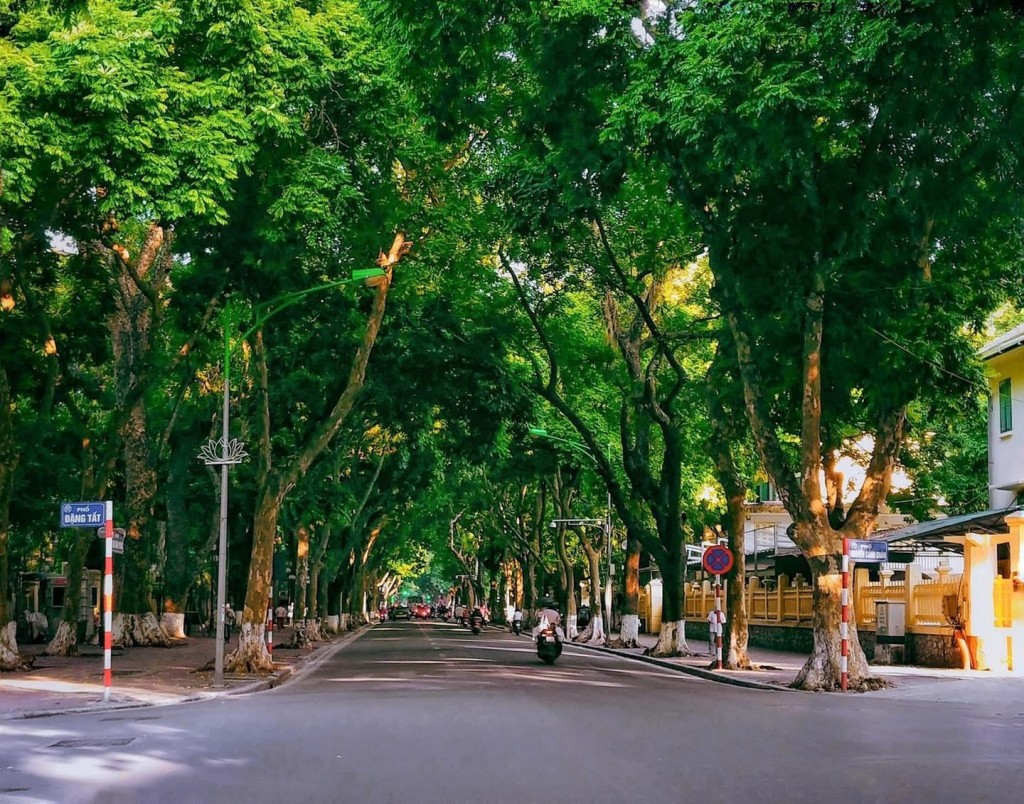 Con phố xanh mướt dưới tán cây cổ thụ