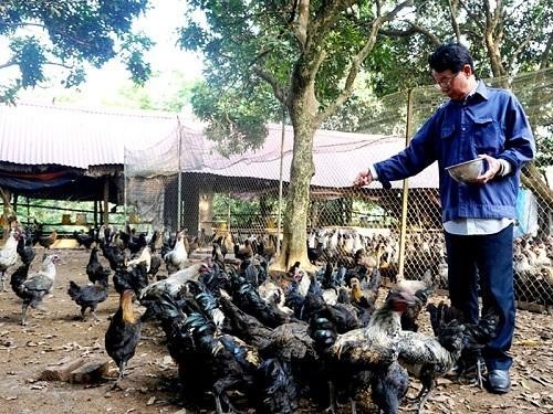 Chăn nuôi gà H’Mông tại trang trại của gia đình ông Lê Đình Bình, xã Đông Yên (huyện Quốc Oai)