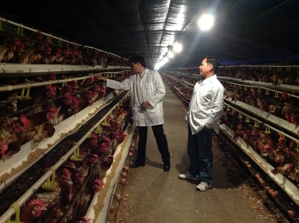 Trang trại chăn nuôi gà công nghệ cao tại Quốc Oai