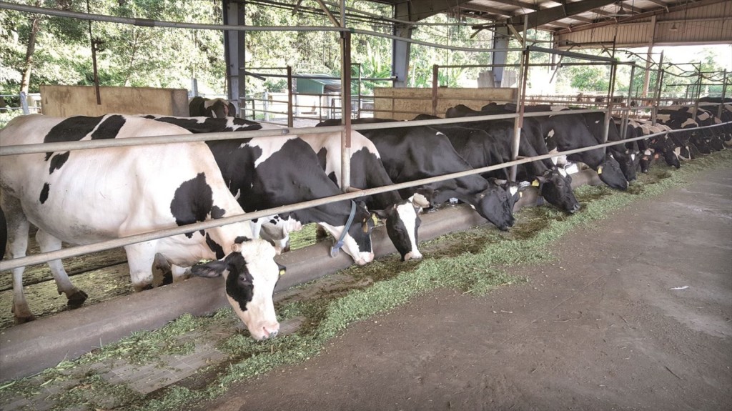 Quy trình chăn nuôi bò sữa của HTX đầu tư nông trại xanh và phát triển bò Ba Vì được ứng dụng khoa học công nghệ đảm bảo chất lượng