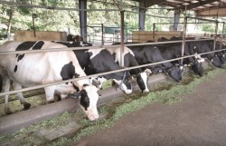 “Chìa khóa” để giảm phát thải khí mê-tan trong ngành chăn nuôi