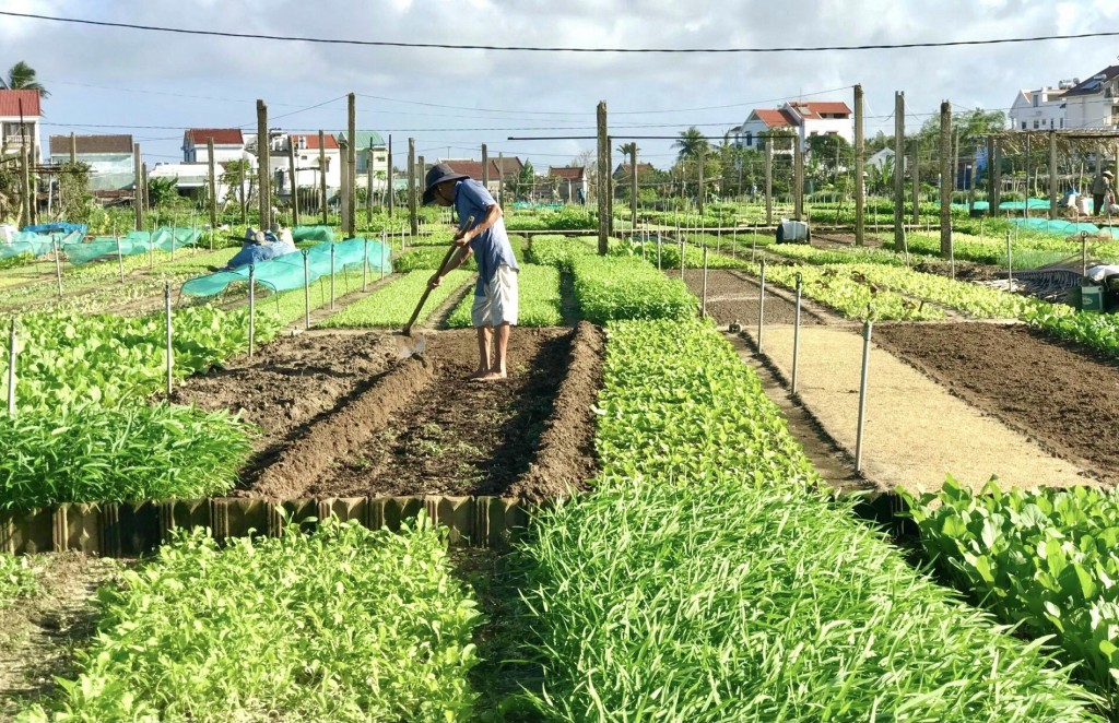 TP Hội An kết nối du khách tới làng rau Trà Quế và các điểm du lịch xanh khác bằng phương tiện xe đạp (Ảnh Đ.Minh)