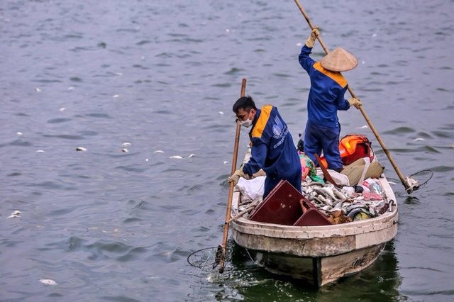 Hà Nội sẽ đánh bắt cá để giảm mật độ trong hồ Tây