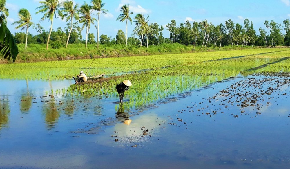 Cà Mau đẩy mạnh trồng lúa hữu cơ để nuôi tôm sinh thái