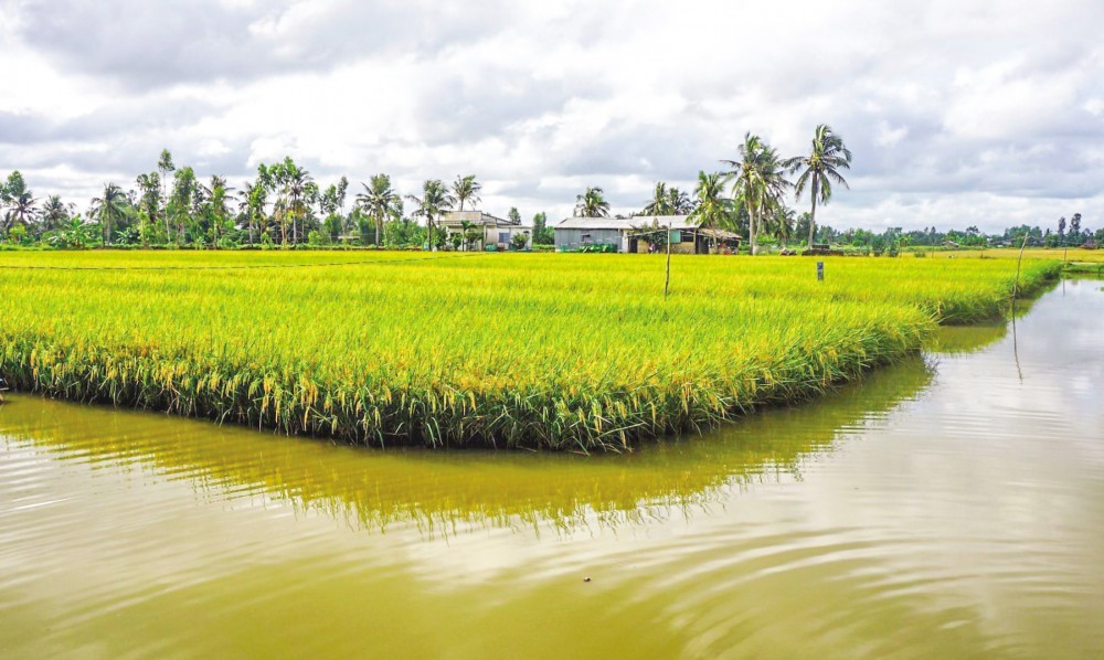 Cà Mau đẩy mạnh trồng lúa hữu cơ để nuôi tôm sinh thái