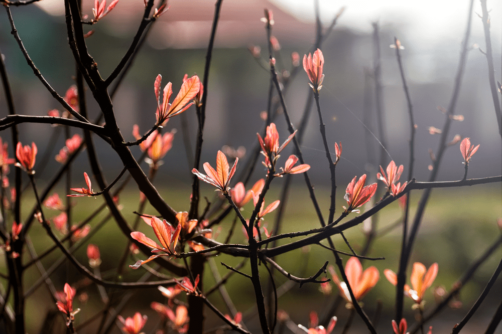 Lộc vừng trổ lá non