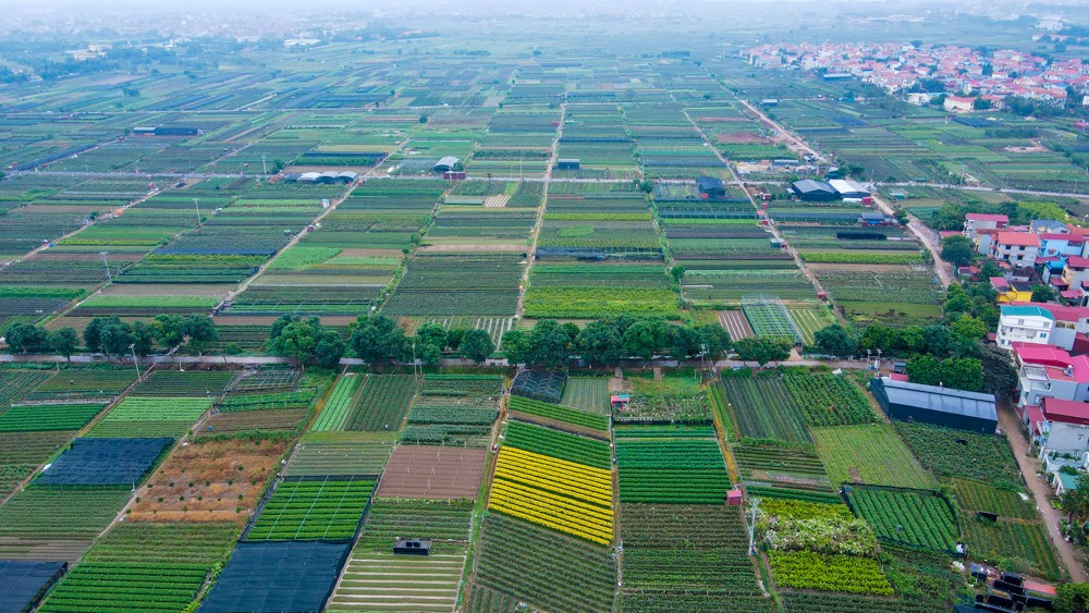 Huyện Mê Linh sẵn sàng cho festival hoa