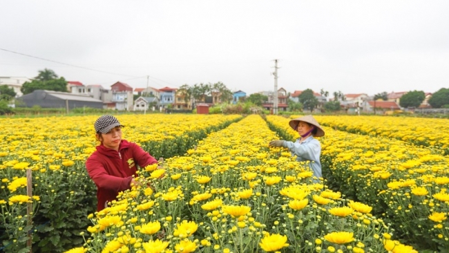 Huyện Mê Linh sẵn sàng cho festival hoa