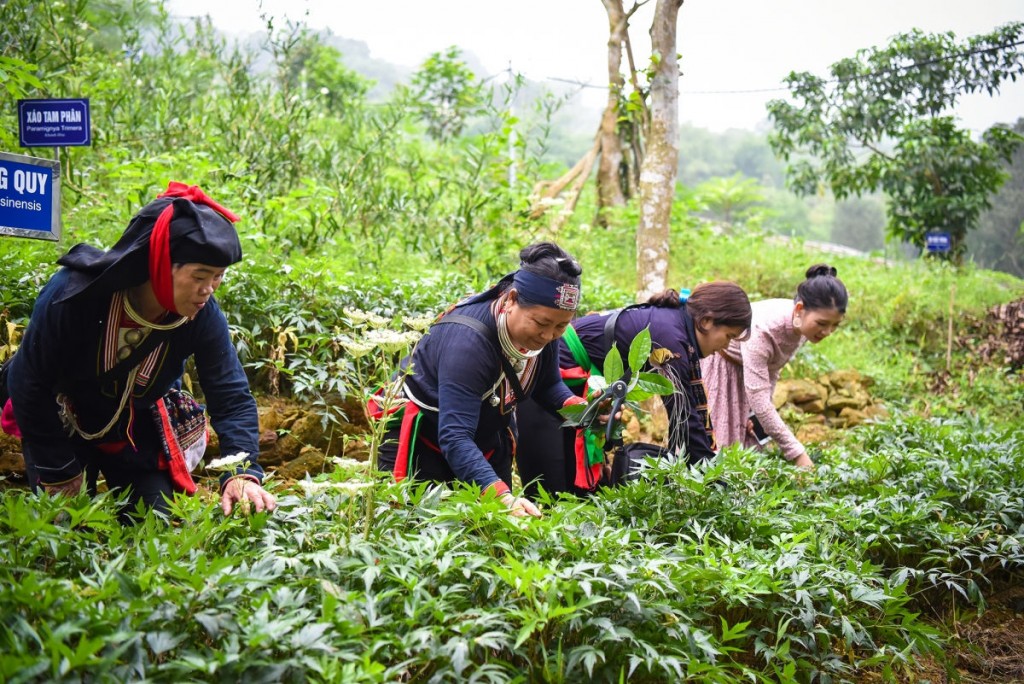Nghề trồng dược liệu vừa bảo vệ rừng, vừa tạo kế sinh nhai cho đồng bào dân tộc thiểu số Nghề trồng dược liệu vừa bảo vệ rừng, vừa tạo kế sinh nhai cho đồng bào dân tộc thiểu số