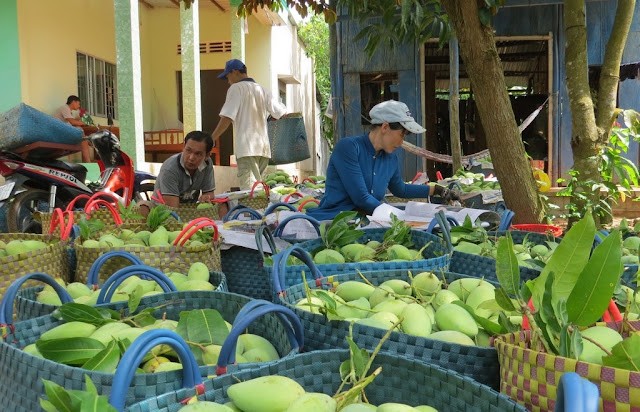 Mã số vùng trồng – Tấm vé thông hành giúp nông sản Việt Nam xuất khẩu thuận lợi