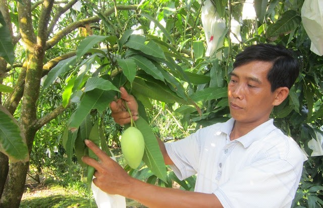 Mã số vùng trồng – Tấm vé thông hành giúp nông sản Việt Nam xuất khẩu thuận lợi