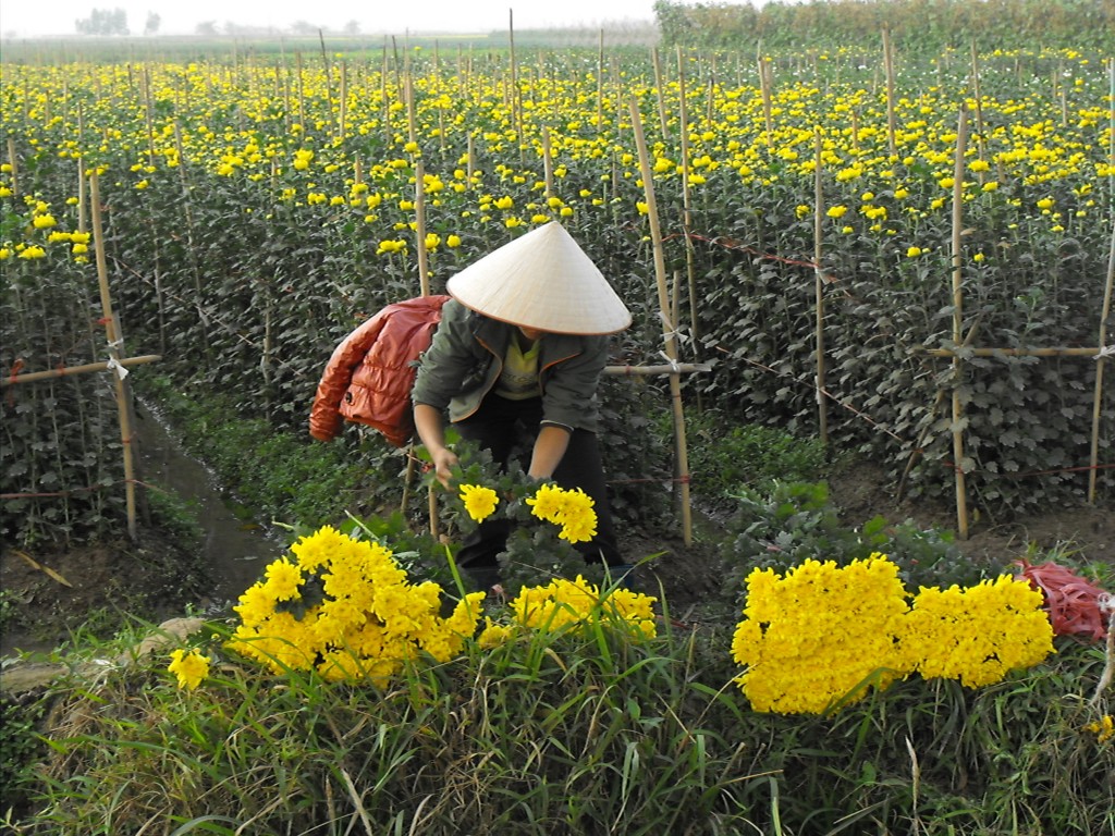 Vẻ đẹp của hoa Mê Linh