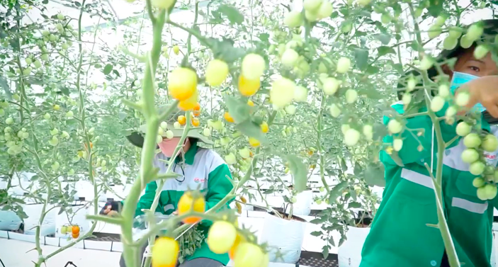 Hợp tác xã SUNFARM - Đơn vị tiên phong phát triển nông nghiệp xanh tại Bình Phước