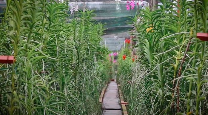 Hợp tác xã SUNFARM - Đơn vị tiên phong phát triển nông nghiệp xanh tại Bình Phước