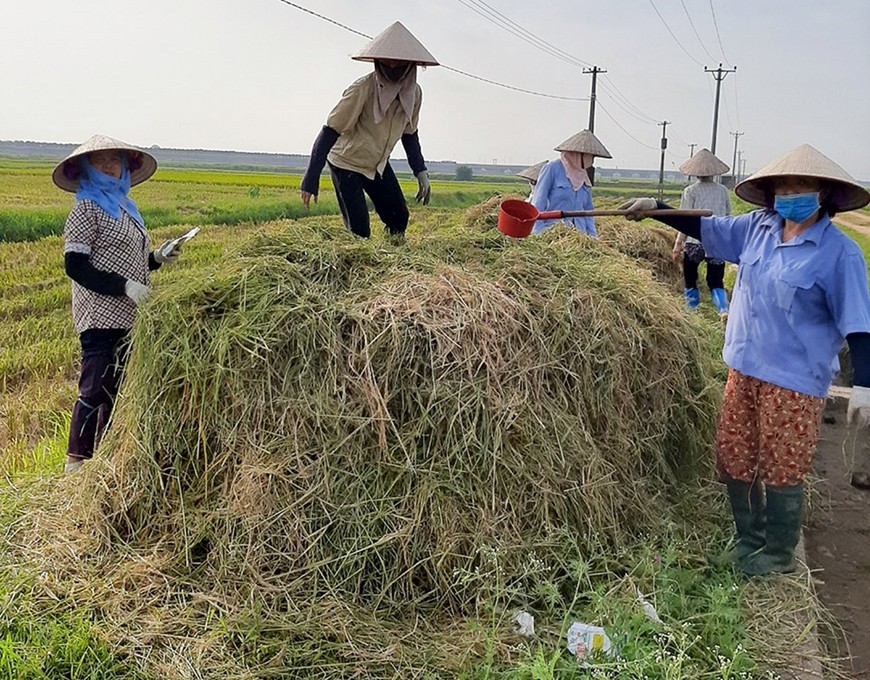 Nông nghiệp tuần hoàn: Hướng đi bền vững mang lại giá trị kinh tế cao