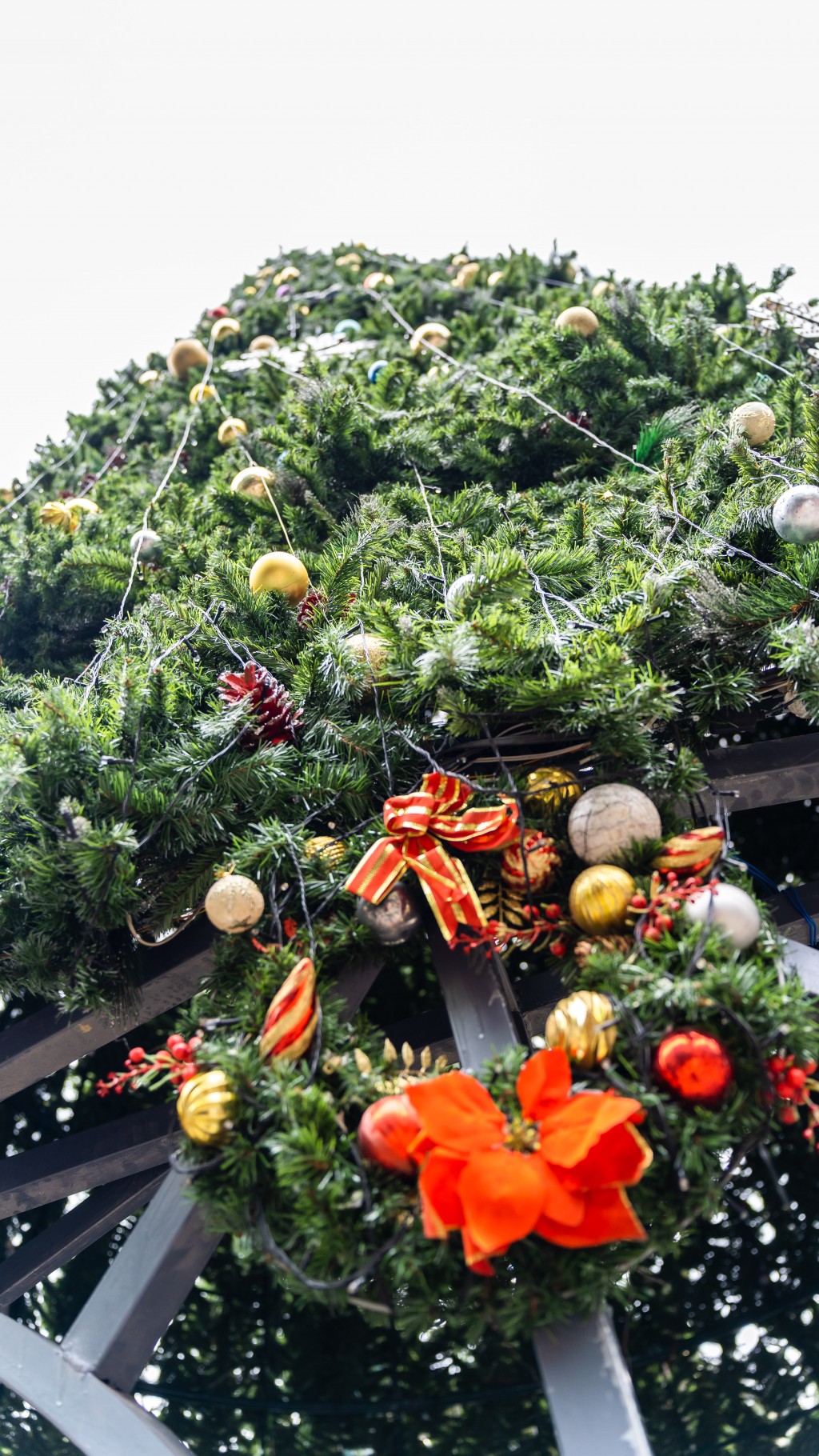 Các cây thông noel xuất hiện trên nhiều con phố Các cây thông noel xuất hiện trên nhiều con phố