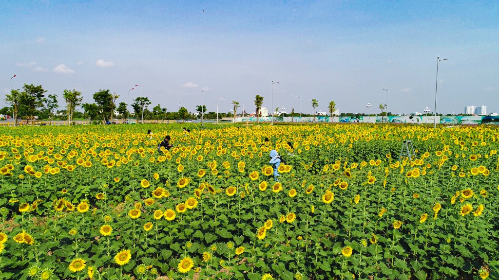 Vườn hoa hướng dương tại bán đảo Van Phuc City là điểm đến lý tưởng cho giới trẻ dịp noel và năm mới 2023 - Ảnh Vinh Rose