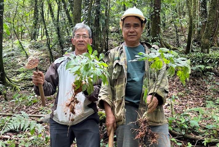 Người dân Nam Trà My làm giàu từ sâm Ngọc Linh