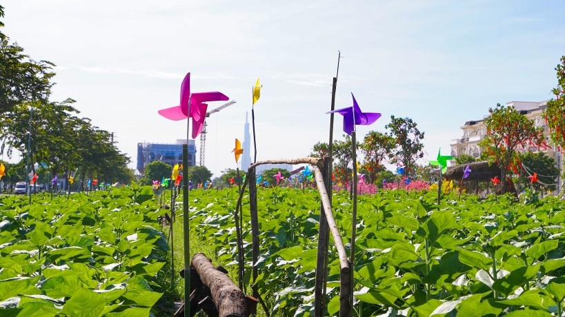 Mở cửa vườn hoa hướng dương đậm chất phương Nam tại Van Phuc City