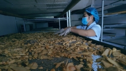 Sản phẩm OCOP góp phần nâng tầm cây thuốc Việt