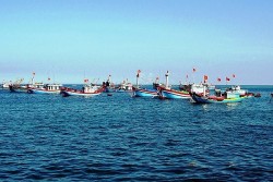 Gỡ cảnh báo "Thẻ vàng" vì mục tiêu phát triển ngành thủy sản Việt Nam bền vững