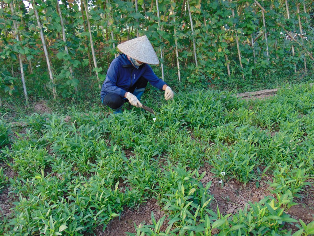 Từng bước cơ cấu lại cây trồng, vật nuôi phù hợp với quy hoạch chung