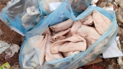 Quảng Ninh: Bắt giữ xe tải chở hơn 5 tấn tai lợn bốc mùi thối