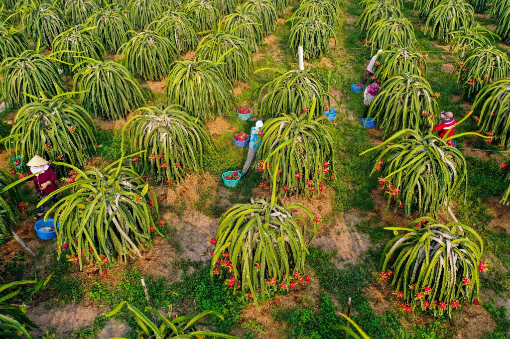 Long An vững tin trên đường hội nhập