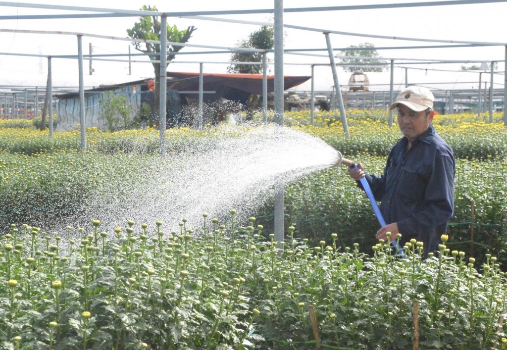 Làng hoa lớn nhất Đà Nẵng nhộn nhịp mua bán, phục vụ Tết Nguyên đán