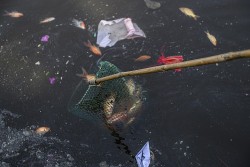 Quảng Ninh: Cá chép vàng chết hàng loạt tại hồ điều hòa Hạ Long