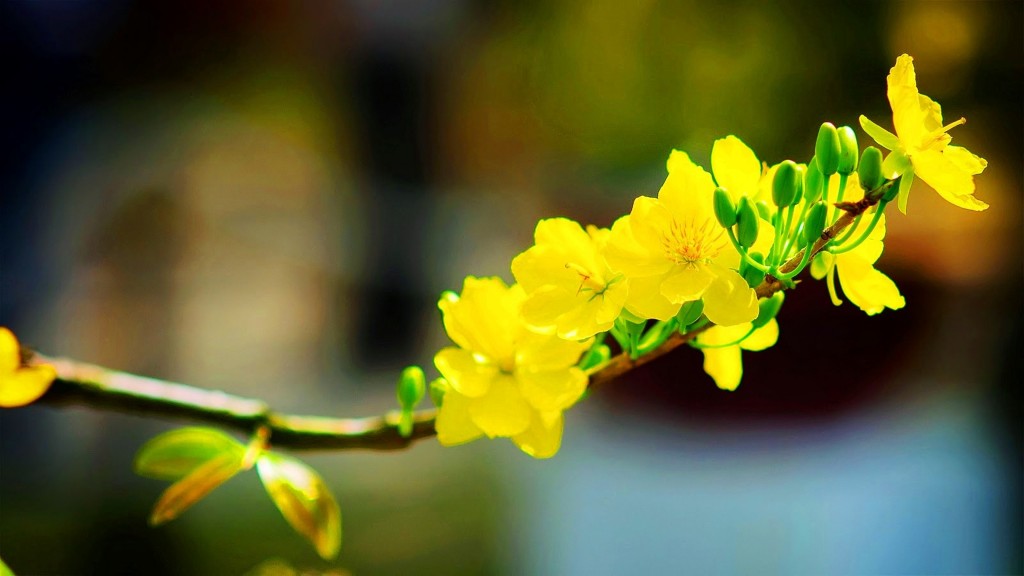 Hoa mai từ lâu được xem là loài hoa tượng trưng cho sự giàu sang, phú quý nên được nhiều người ưa chuộng