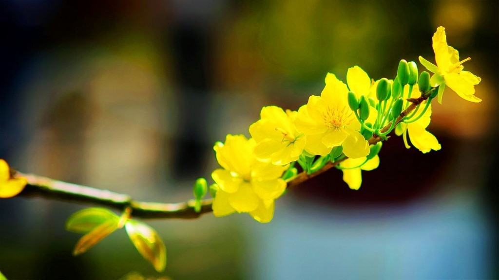 Ngắm mai vàng thương Tết phương Nam