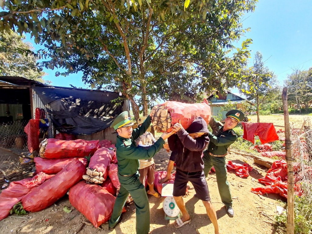 Các chiến sĩ Đồn Biên phòng Đăk Long, Kon Tum giúp dân thu gom nông sản