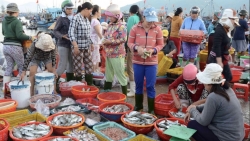 Đà Nẵng: Chuyến biển cuối năm, những gánh cá nặng trĩu về làng chài