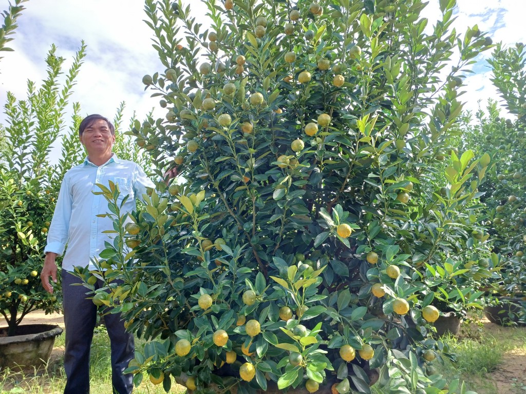 Quảng Nam: Gặp nông dân “Trung bắp” trồng quất cảnh nức tiếng Hội An
