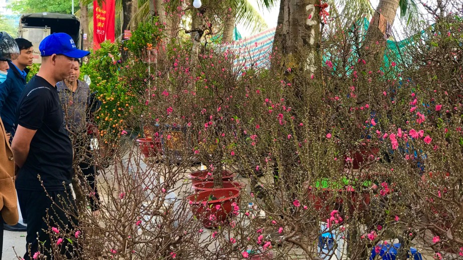 Sắc hoa xuân nở rực trên phố phường Hà Nội
