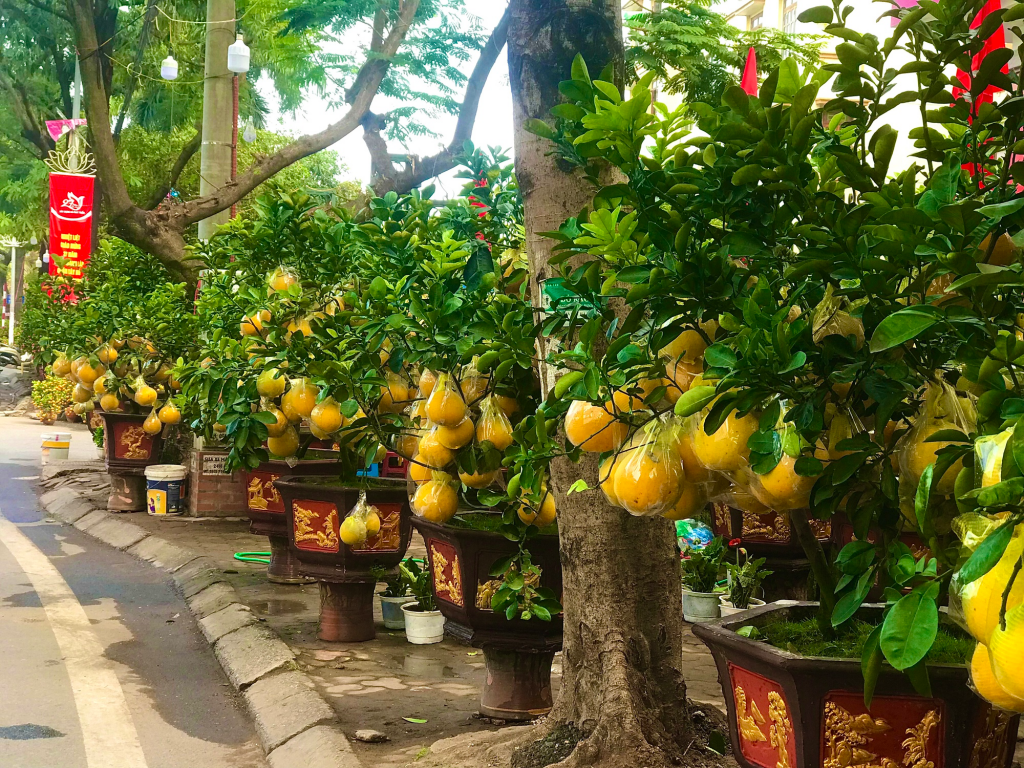Sắc hoa xuân nở rực trên phố phường Hà Nội Sắc hoa xuân nở rực trên phố phường Hà Nội