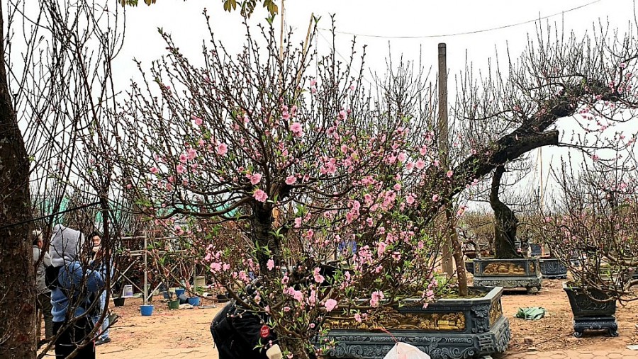 Sắc hoa xuân nở rực trên phố phường Hà Nội Sắc hoa xuân nở rực trên phố phường Hà Nội